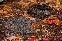 Timber rattlesnakes (Crotalus horridus) female with newborn young, Pennsylvania, USA. September.