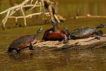 Red-bellied cooters (Pseudemys rubriventris) basking on log, Maryland, USA. October.
