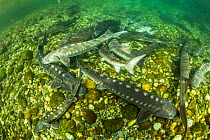Shoal of Adriatic sturgeon (Acipenser naccarii) Parco del Ticino, Biosphere Reserve, Lombardia, Italy. Captive. Critically endangered species.