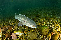 Adriatic sturgeon (Acipenser naccarii) Parco del Ticino, Biosphere Reserve, Lombardia, Italy. Captive. Critically endangered species.
