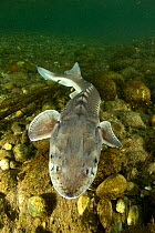 Adriatic sturgeon (Acipenser naccarii) Parco del Ticino, Biosphere Reserve, Lombardia, Italy. Captive. Critically endangered species.