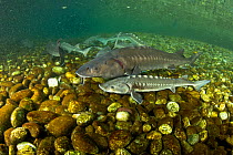 Shoal of Adriatic sturgeon (Acipenser naccarii) Parco del Ticino, Biosphere Reserve, Lombardia, Italy. Captive. Critically endangered species.