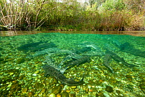 Split level image of Adriatic sturgeon (Acipenser naccarii) Parco del Ticino, Biosphere Reserve, Lombardia, Italy. Captive. Critically endangered species.