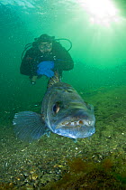 Scuba diver with male Zander or Pikeperch (Stizostedion / Sander lucioperca). Lake di Lugano or Ceresio, Ticino, Switzerland