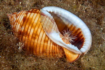 Sea anemone (Calliactis parasitica) usually associated with hermit crabs, here on a Mediterranean bonnet shell (Semicassis granulata), Ponza island, Italy, Tyrrhenian Sea, Mediterranean.