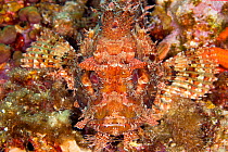 Great rockfish (Scorpaena scrofa) Ponza island, Italy, Tyrrhenian Sea, Mediterranean.