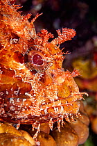 Great rockfish (Scorpaena scrofa) Ponza island, Italy, Tyrrhenian Sea, Mediterranean.