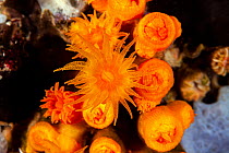 Yellow cave coral (Leptopsammia pruvoti), Ponza island, Italy, Tyrrhenian Sea, Mediterranean.