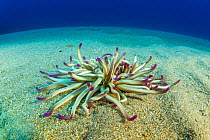 Sand anemone (Condylactis aurantiaca) Ponza island, Italy, Tyrrhenian Sea, Mediterranean.
