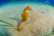 Short-snouted seahorse (Hippocampus hippocampus) male, Ponza Island, Italy, Tyrrhenian Sea, Mediterranean Sea.