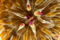 Crystal prawn (Periclimenes scriptus) inside a Sand anemone (Condylactis aurantiaca) Ponza island, Italy, Tyrrhenian Sea, Mediterranean.