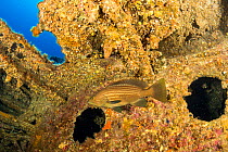 Goldblotch grouper (Epinephelus costae), inside a wreck, Ponza Island, Italy, Tyrrhenian Sea, Mediterranean.