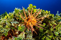 Sea urchin, (Stylocidaris affinis), Ponza Island, Italy, Tyrrhenian Sea, Mediterranean.