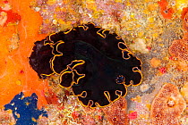 Black flatworm (Pseudobiceros splendidus) on encrusting sponge, Ponza island, Italy, Tyrrhenian Sea, Mediterranean.