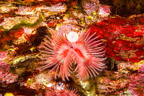 Tube worm (Serpula vermicularis) Ponza island, Italy, Tyrrhenian Sea, Mediterranean.