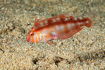Pearly razorfish juvenile (Xyrichtys novacula) Ponza island, Italy, Tyrrhenian Sea, Mediterranean.