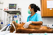 Treatment of injured Sumatran orangutan (Pongo abelii) , Quarantine Centre of SOCP (Sumatran Orangutan Conservation Program) near Medan, North sumatra