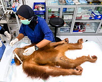 Treatment of injured Sumatran orangutan (Pongo abelii) , Quarantine Centre of SOCP (Sumatran Orangutan Conservation Program) near Medan, North Sumatra