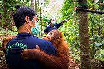 Re-habilitation process of young Sumatran orangutan (Pongo abelii) captive, Quarantine centre of SOCP (Sumatran Orangutan Conservation Program) near Medan, North Sumatra