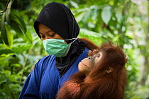 Keeper bringing infant Sumatran orangutan (Pongo abelii) to &#39;forest school&#39; Quarantine centre of SOCP (Sumatran Orangutan Conservation Program) near Medan, North Sumatra