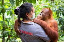 Keeper bringing infant Sumatran orangutan (Pongo abelii) to &#39;forest school&#39; Quarantine centre of SOCP (Sumatran Orangutan Conservation Program) near Medan, North Sumatra