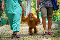 Keepers holding hands of infant Sumatran orangutan (Pongo abelii) as they walk to &#39;forest school&#39; ,Quarantine centre of SOCP (Sumatran Orangutan Conservation Program) near Medan, North Sumatra