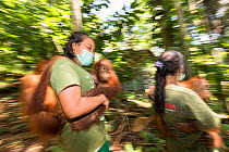 Keepers bringing infant Sumatran orangutans (Pongo abelii) to &#39;forest school&#39; Quarantine centre of SOCP (Sumatran Orangutan Conservation Program) near Medan, North Sumatra