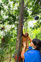 Keeper with infant Sumatran orangutan (Pongo abelii) at &#39;forest school&#39; Quarantine centre of SOCP (Sumatran Orangutan Conservation Program) near Medan, North Sumatra