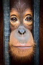 Young Sumatran orangutan (Pongo abelii) orphan in rehabilitation, peering out of cage bars. Quarantine Centre of SOCP (Sumatran orangutan conservation program) , Sumatra.