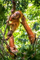 Sumatran orangutan (Pongo abelii) female helping infant climb. The mother Marconi had been rehabilitated by SOCP program. Jantho forest , Sumatra.