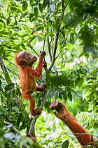 Sumatran orangutan (Pongo abelii) female helping infant climb. The mother Marconi had been rehabilitated by SOCP program. Jantho forest , Sumatra.