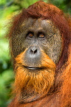 Flanged male Sumatran orangutan (Pongo abelii) male head portrait, Gunung Leuser National Park, Sumatra