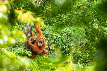 Sumatran orangutan (Pongo abelii) female with infant. The female Marconi had been rehabilited by the SOCP program. She had a baby in 2017 in the forest of Jantho, Aceh province where she had been rele...