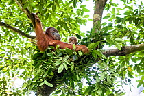 Sumatran orangutan (Pongo abelii) female with infant. The female Marconi had been rehabilited by SOCP program. She had a baby in 2017 born in the forest of Jantho, Aceh province where she was been rel...