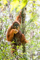 Flanged dominant male Tapanuli orangutan (Pongo tapanuliensis) Batang Toru Forest , North Sumatra