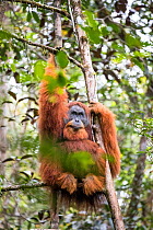 Flanged dominant male Tapanuli orangutan (Pongo tapanuliensis) Batang Toru Forest , North Sumatra