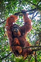 Flanged dominant male Tapanuli orangutan (Pongo tapanuliensis) Batang Toru Forest, North Sumatra