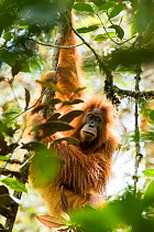 Tapanuli orangutan (Pongo tapanuliensis) female, Batang Toru Forest , North Sumatra