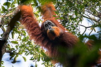 Unflanged male Tapanuli orangutan (Pongo tapanuliensis) Batang Toru Forest , North Sumatra