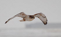 Ferruginous hawk (Buteo regalis) in flight over snow covered prairie. Rocky Mountain Arsenal National Wildlife Refuge, Colorado, USA. December.