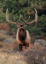 Rocky mountain elk (Cervus elaphus nelsoni) bull bugling during rut. Rocky Mountain National Park, Colorado, USA. October.