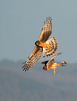Northern harrier (Circus hudsonius), two juvenile females hunting. North Park, Colorado, USA. August.
