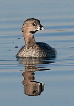 Pied-billed grebe (Podilymbus podiceps) reflected in pond. North Park, Colorado, USA. August.