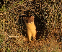 Short-tailed weasel (Mustela erminea) emerging from one of tunnels. Arapaho Wildlife Refuge, Colorado, USA. June.