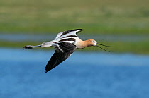 American avocet (Recurvirostra americana) calling whilst flying over pond. North Park, Colorado, USA. June.