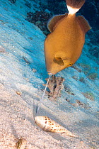 Bridled triggerfish (Sufflamen fraenatum) feeding on Marlinspike auger (Oxymeris maculata) after extracting it from sand. Pacific Ocean, Hawaii. Sequence 3/4.