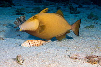 Bridled triggerfish (Sufflamen fraenatum) feeding on Marlinspike auger (Oxymeris maculata) after extracting it from sand. Pacific Ocean, Hawaii. Sequence 4/4.
