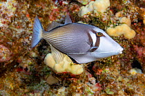 Lei triggerfish (Sufflamen bursa) over coral reef. Pacific Ocean, Hawaii.