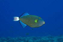 Pinktail triggerfish (Melichthys vidua). Pacific Ocean, Hawaii.