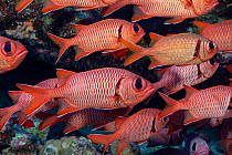 Shoulderbar soldierfish (Myripristis kuntee) shoal. Molokini, Hawaii.